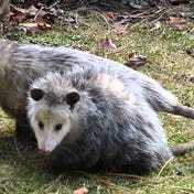 Opossum, but turned around.